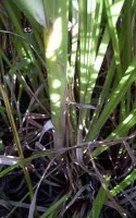 Clump of cattail leaves at the base or ground level.