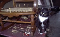 Chair Caning Shop Cat