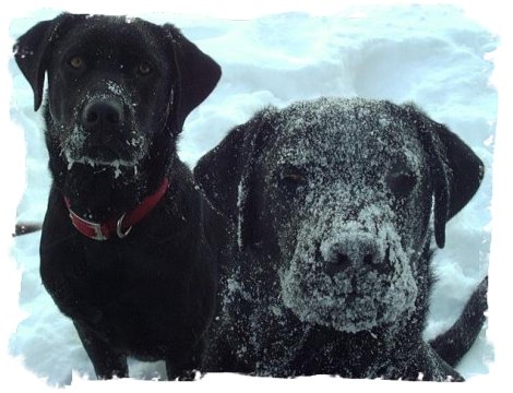 Frozen Labrador muzzles