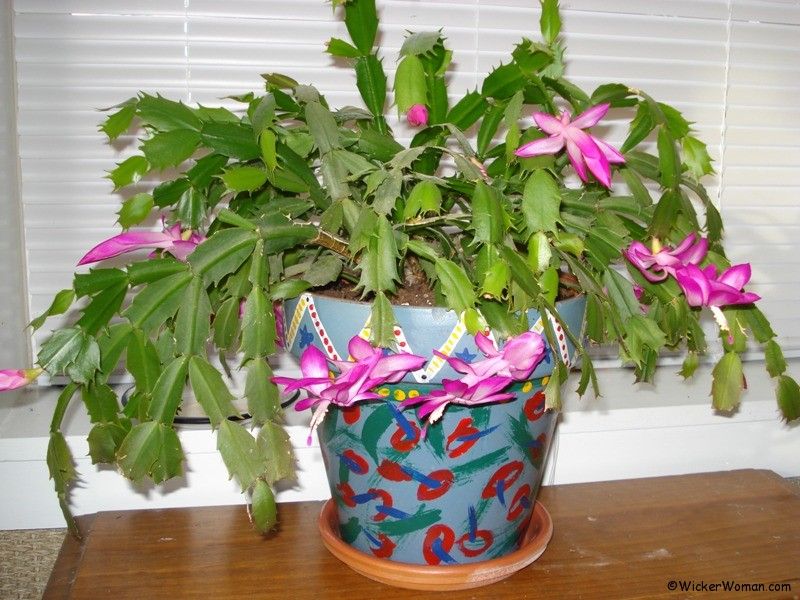 Christmas-cactus