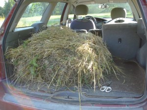 Barley straw gathered and loaded in the car.