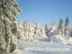 Snow covered trees