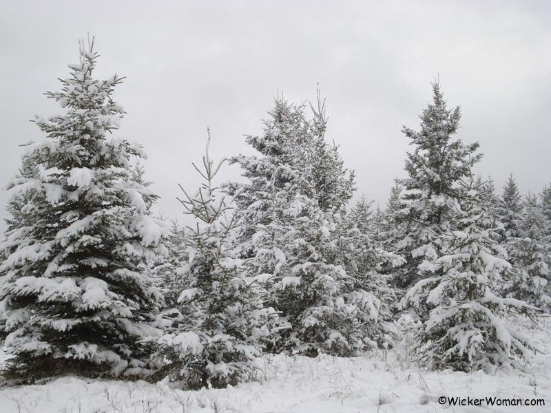 Spruce trees with snow