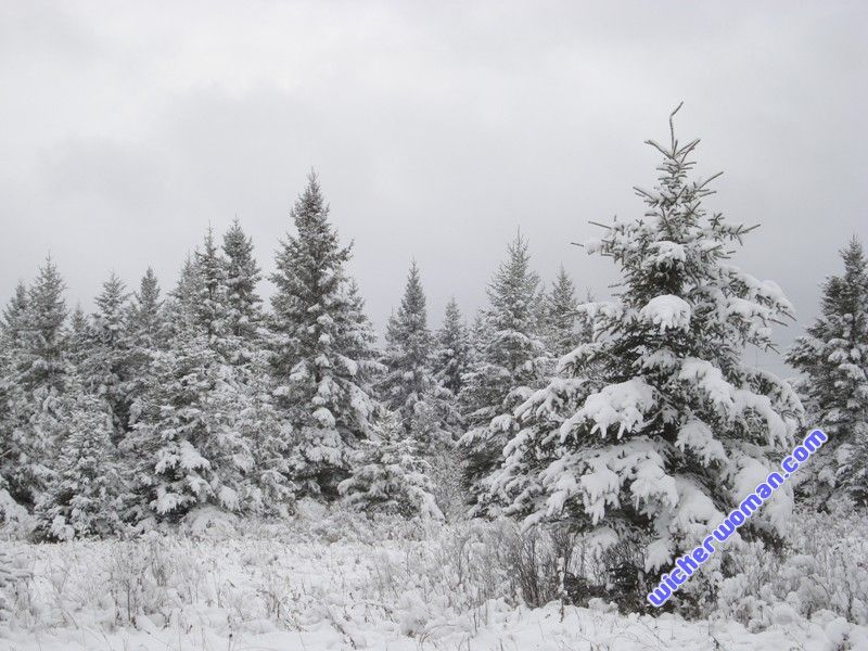 snow on spruce trees