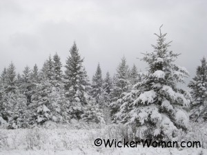 Snow covered spruce trees