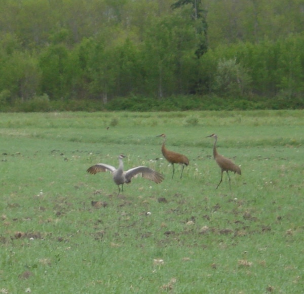 Sandhill Cranes