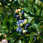 blueberry-bush-600×700-1