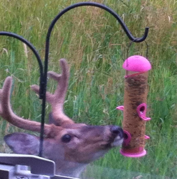 buck at the bird feeder