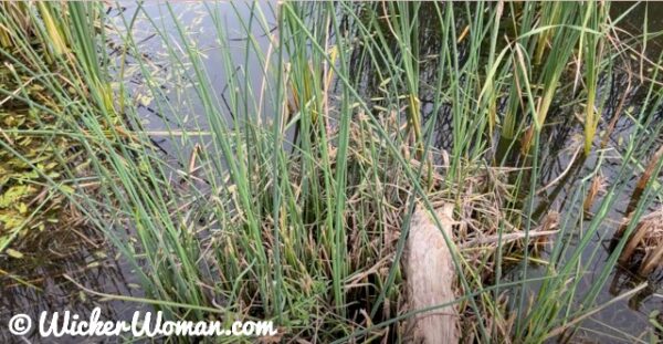 Round, soft stem bulrush growing in a drainage pond.