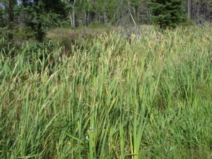 Cattail leaves gathered for rush seatweaving.