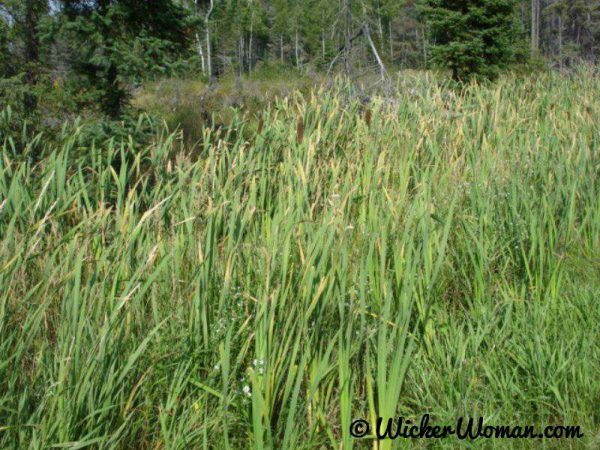 cattails growing in a pond