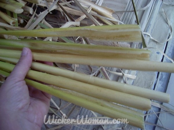 Separating individual cattail leaves from the stalk butt.