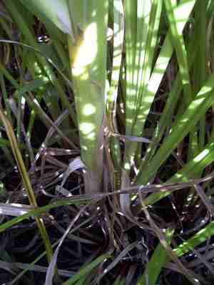 cattail leaf clump base