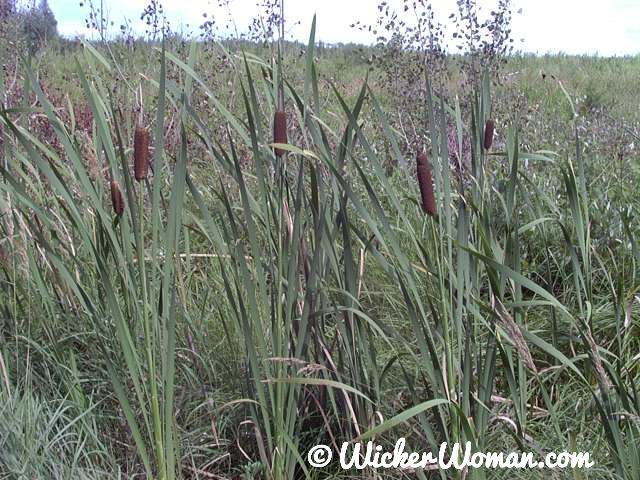 Broadleaf cattails growing in the road ditch.