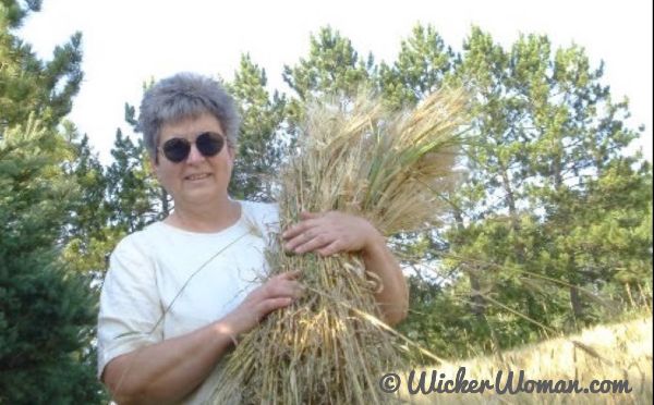 Cathryn gathering straw for bee skeps.