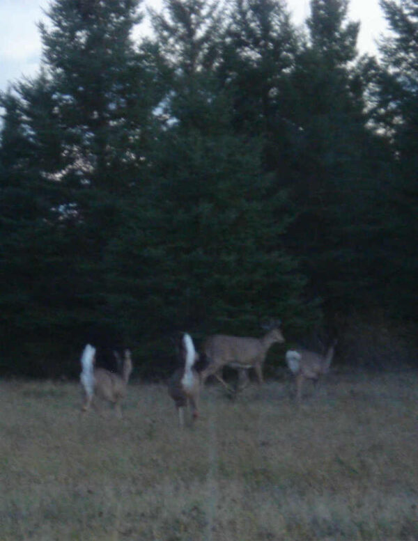 deer triplets and mom 10-24-15