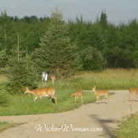 Deer Hunting Season–Keep Safe Babies