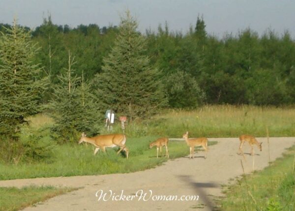 deer with triplet fawns 8-10-2015