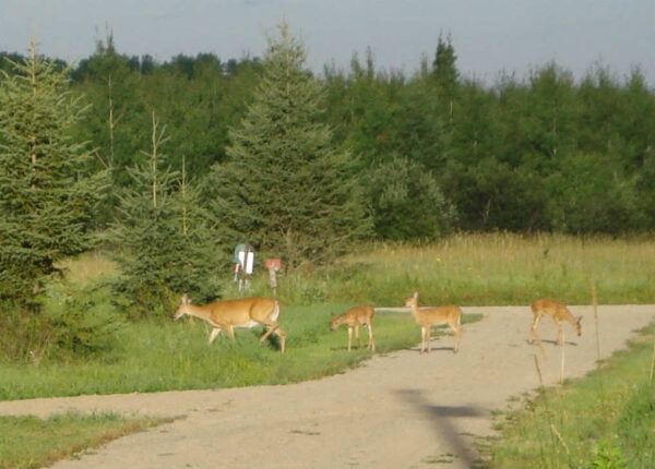 deer doe with triplets