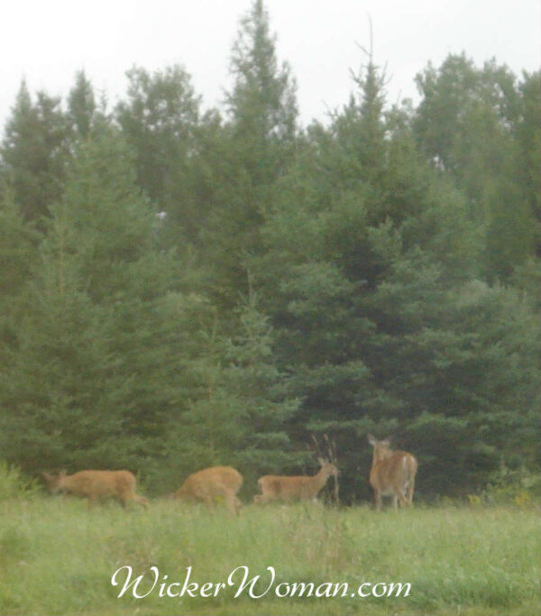 doe and spotted triplet fawns 8-24-15