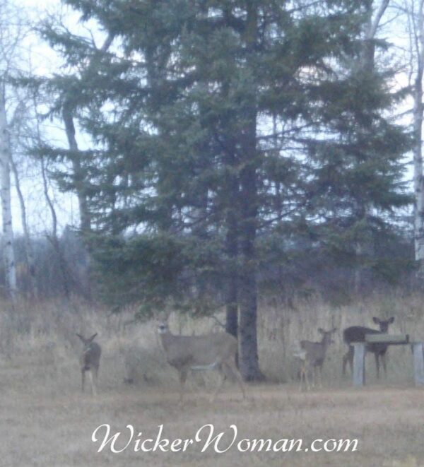 doe with deer triplets 10-30-15