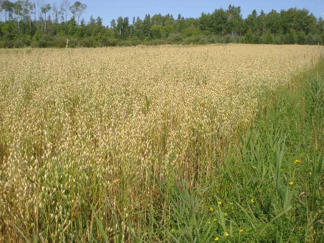 Harvesting Straw for Bee Skeps