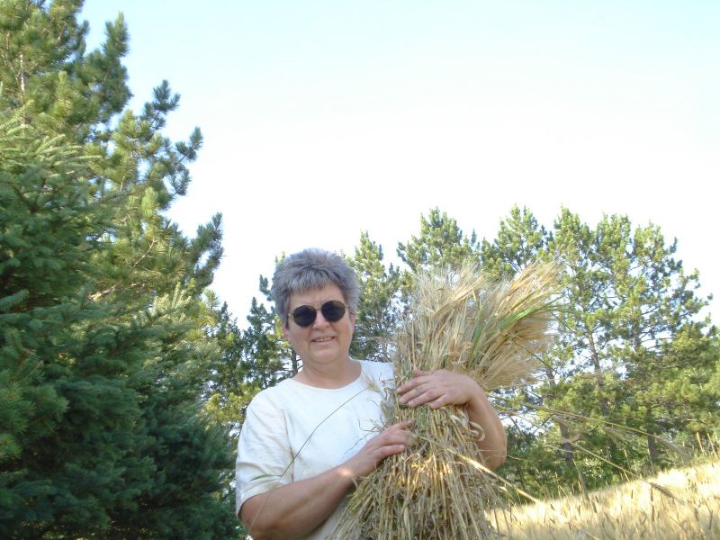 Gathering Straw for Bee Skeps