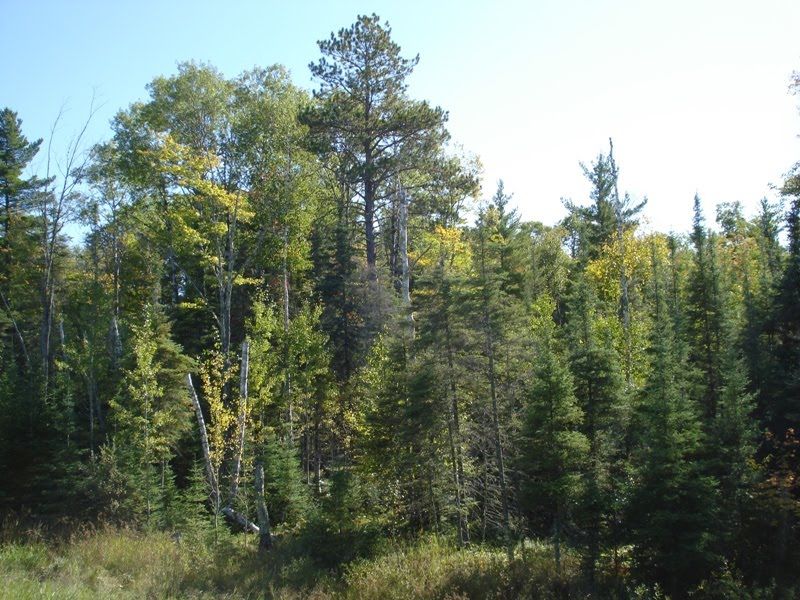 "T" is for Tuesday–The Tamarack Tree