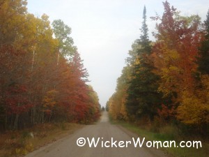 autumn leaf country road