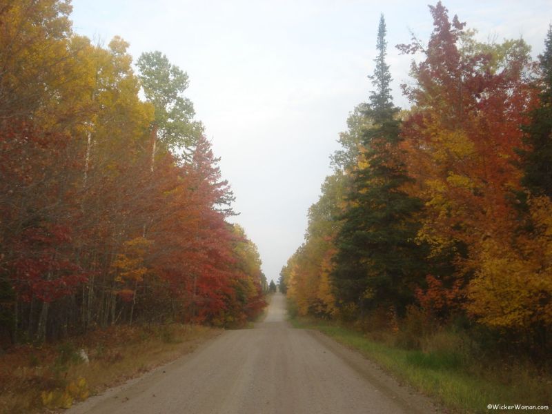autumn leaf country road