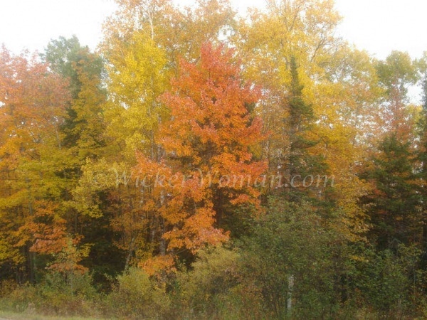 fall changing leaf colors