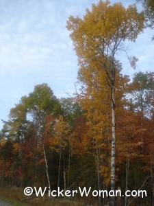 trees autumn colors