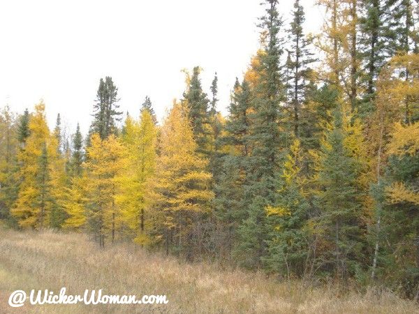 Tamarack at the edge of a field in northern Minnesota. 