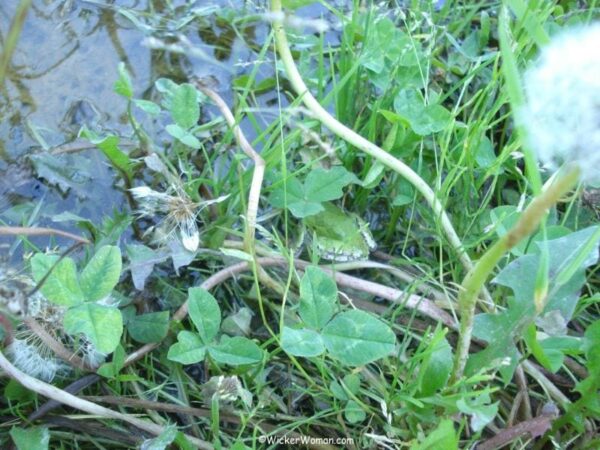 green frog by the pond