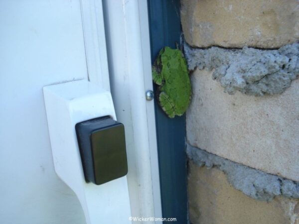 green frog by the door