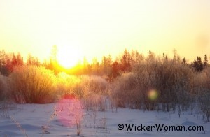 Sunrise frost in the willows Sunrise frost in the willows