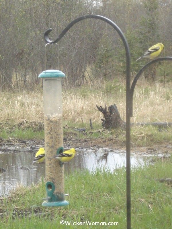 american goldfinches