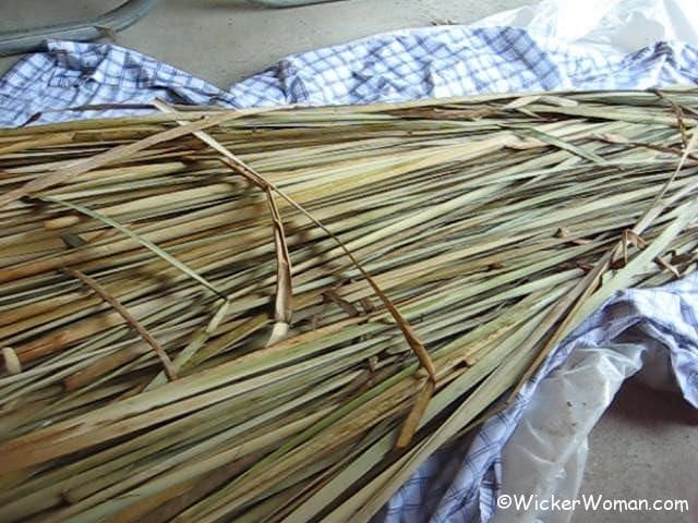 cattail leaves freshly harvested