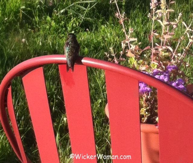 hummingbird chair resting