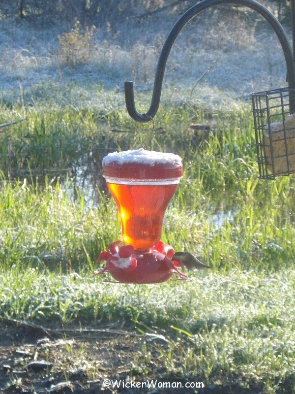 hummingbird feeder snow covered