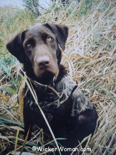 chocolate labrador dog