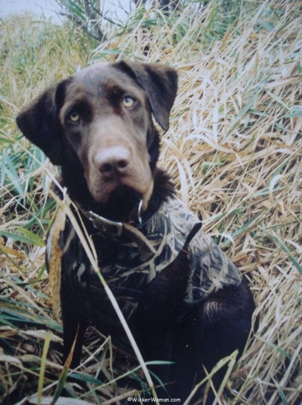 Chocolate Labrador female with camouflage vest for duck hunting.