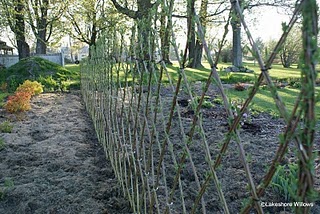 More Live Willow Fences!