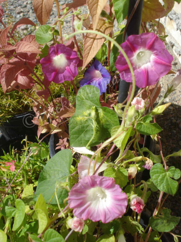 multi-colored-morning-glories