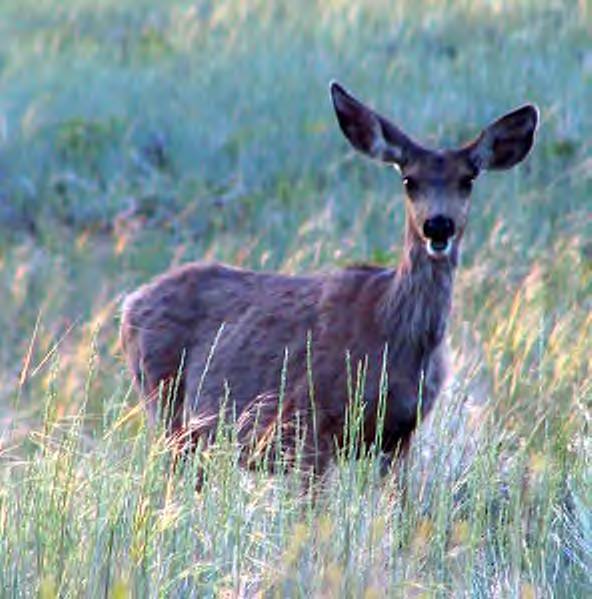 Mother of the Year–Mule Deer Does!