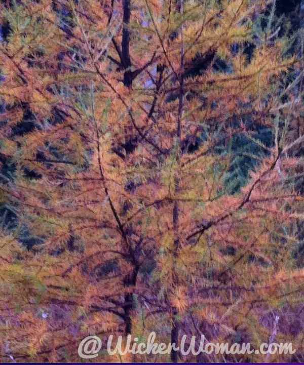 Multi-colored tamarack tree turning colors in the fall.