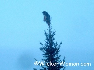 owl mn tree 3-1-13