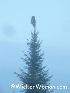 owl treetop 3-1-13