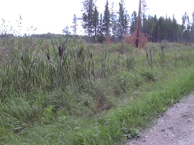 Gathering Cattails for Hand-twisted Rush Class