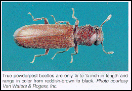 powderpost beetle powderpost beetle